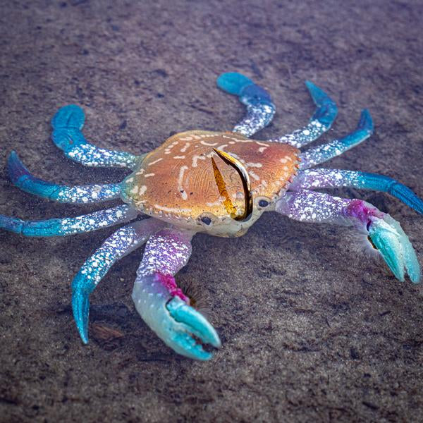 Chasebaits Smash Crab Lure 100mm
