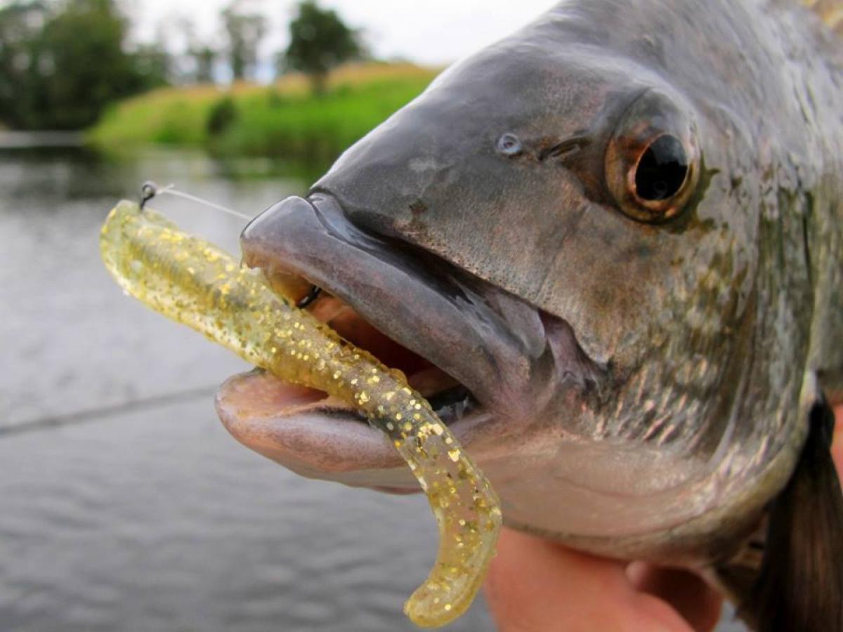 Tackle Tactics TT HWS Hidden Weight System 1/28 oz 2 5/pack